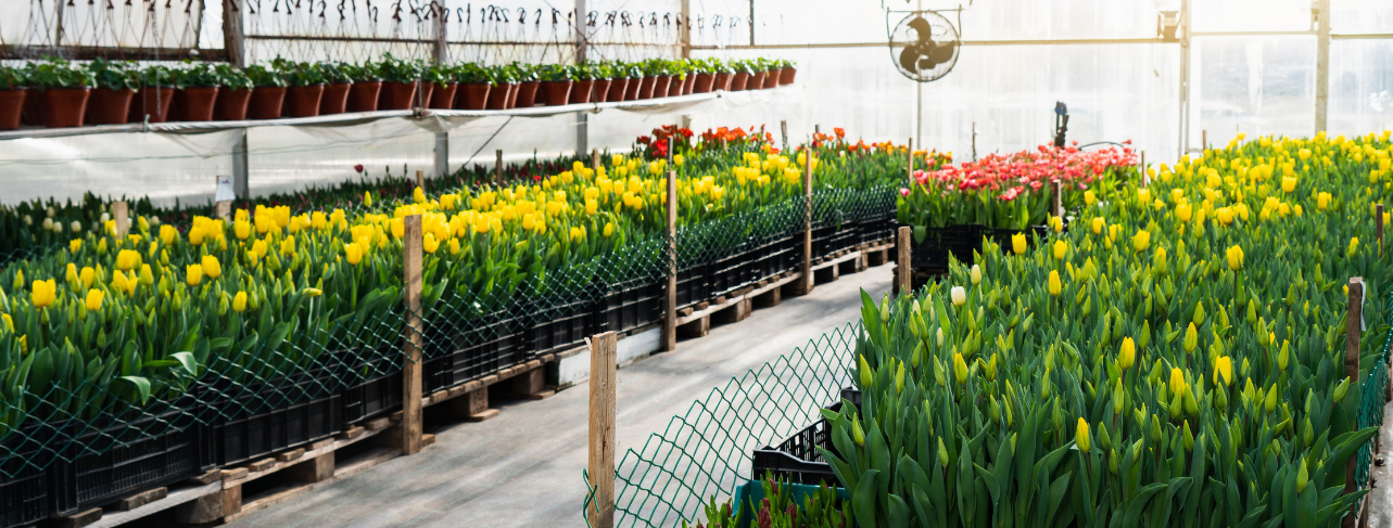 Ozono acuoso en la conservación de flores