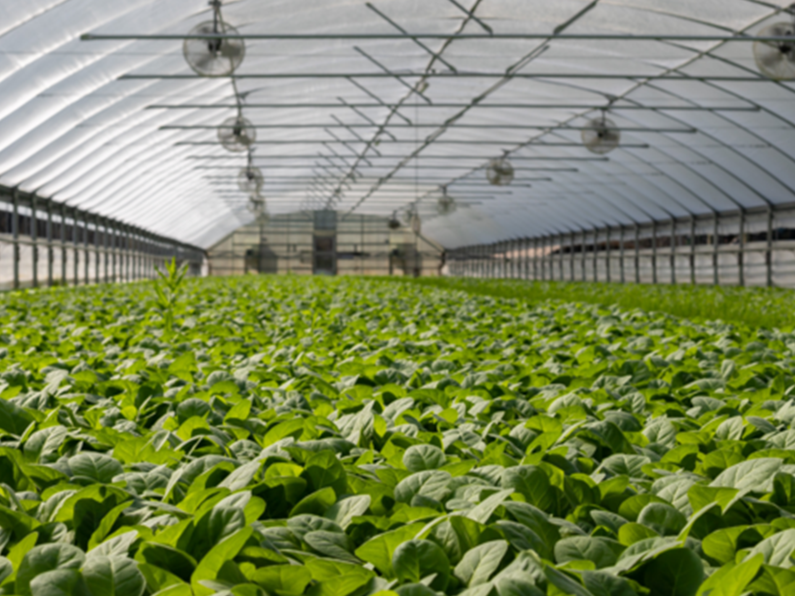 Uso del ozono para combate de agentes patógenos en agricultura