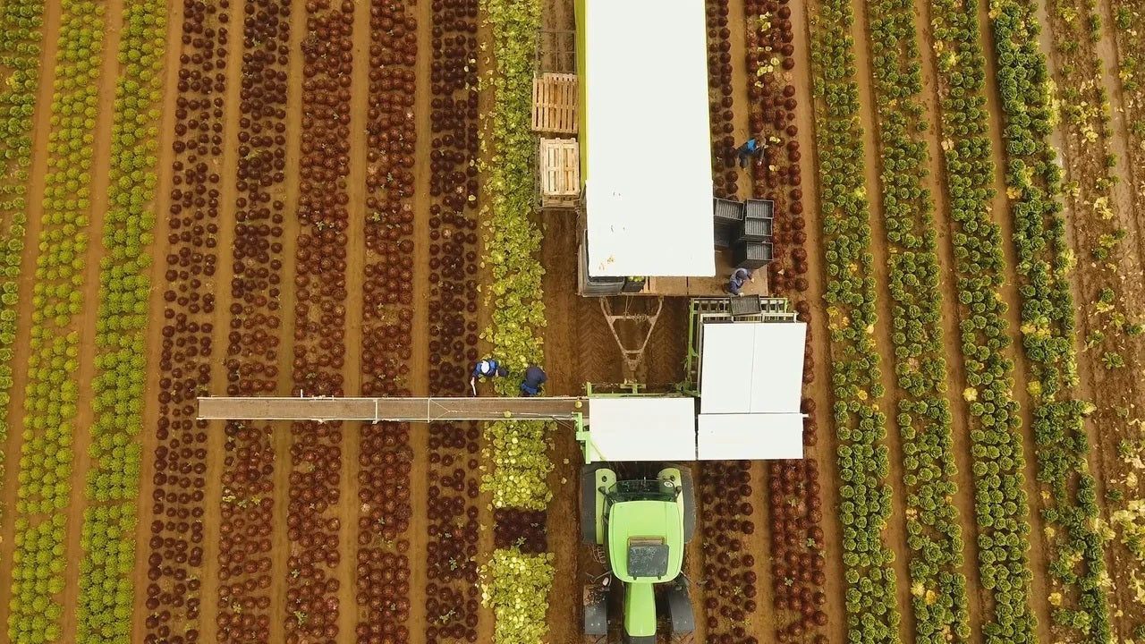 Desinfección de frutas y/o verduras con ozono
