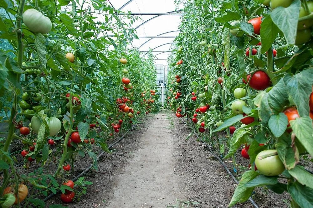 El ozono en la agricultura