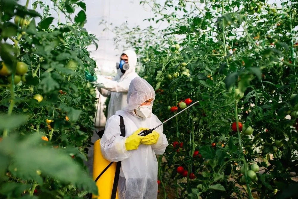 Ozono como agente de remoción de residuos de pesticida aplicados